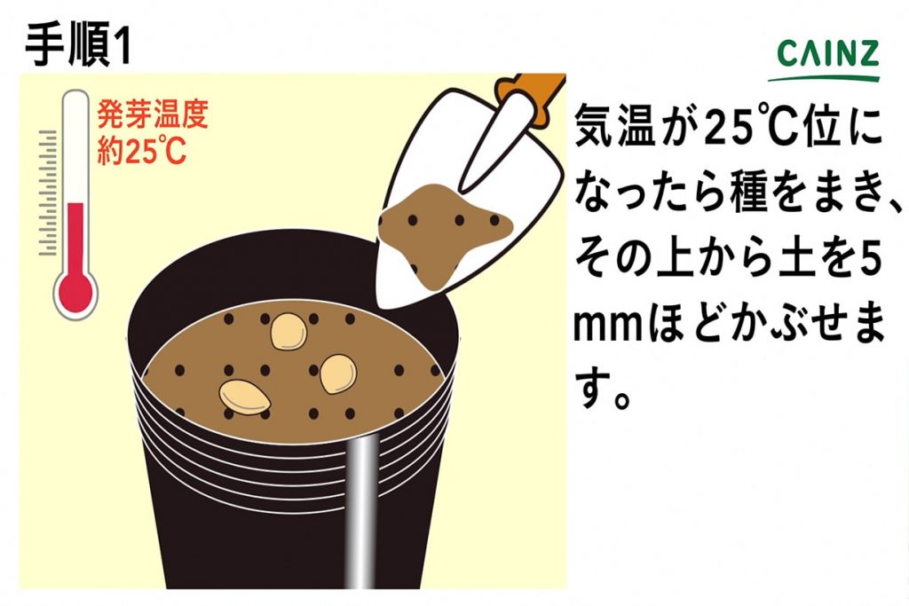 初心者にもできるピーマンの育て方 栽培方法 解説動画付き となりのカインズさん