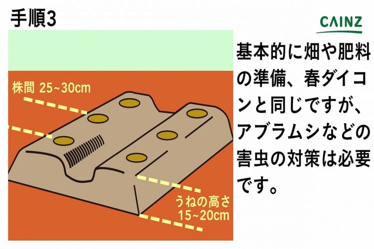 初心者にもできるダイコン 大根 の育て方 栽培方法 解説動画付き となりのカインズさん