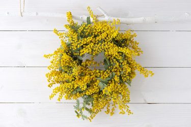 サギソウの育て方 カインズ花図鑑 となりのカインズさん