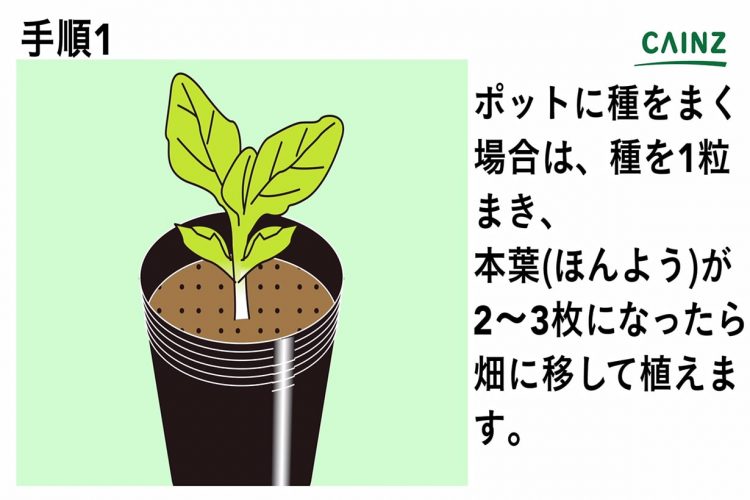 初心者にもできるソラマメの育て方 栽培方法 解説動画付き となりのカインズさん 初心者にもできるソラマメの育て方 栽培方法 解説動画付き となりのカインズさん