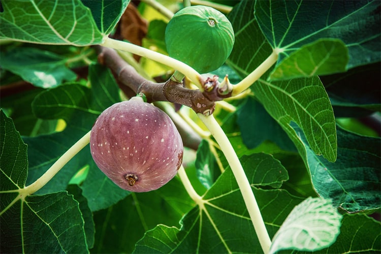 初心者にもできるイチジクの育て方・栽培方法【解説動画付き】