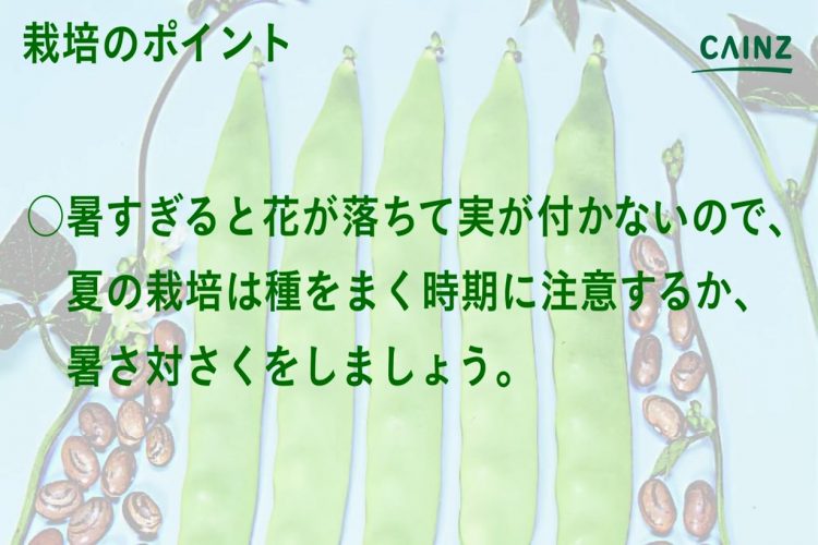 インゲンの育て方 カインズ野菜図鑑 となりのカインズさん