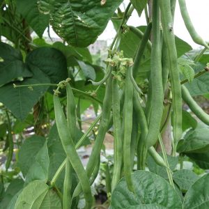 インゲンの育て方【カインズ野菜図鑑】