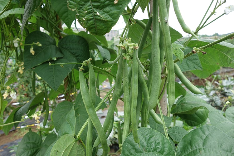 インゲンの育て方【カインズ野菜図鑑】