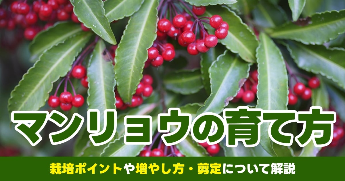 万両の育て方実 – 万両の種からの育て方 – NNIWK