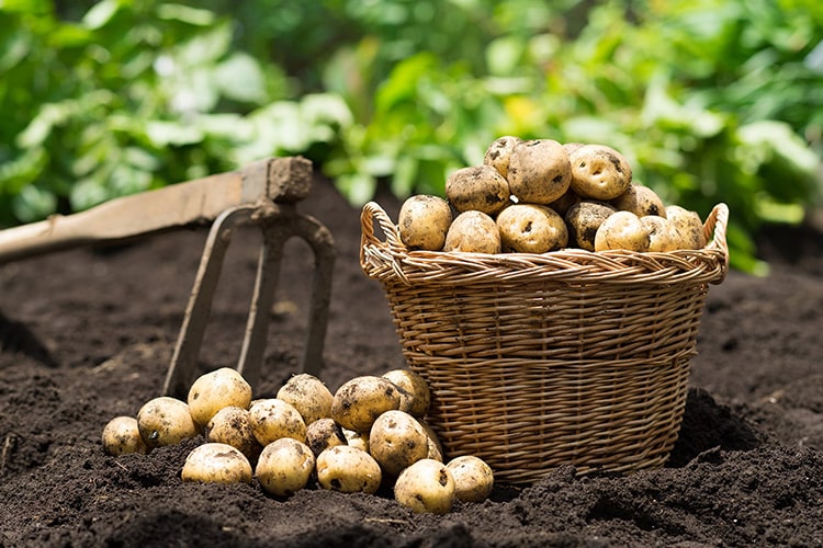 初心者にもできるじゃがいもの育て方 栽培方法 解説動画付き となりのカインズさん
