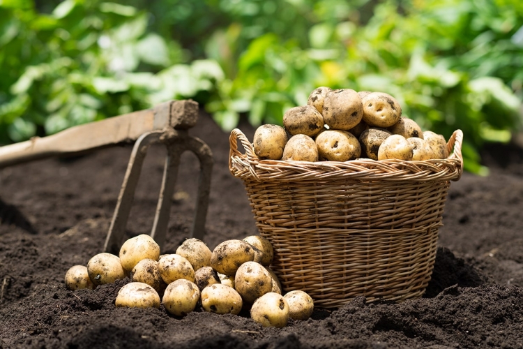 初心者にもできるじゃがいもの育て方 栽培方法 解説動画付き となりのカインズさん