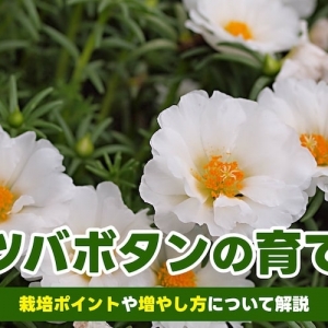 プルーンの育て方。栽培に適した土や肥料、剪定方法を解説