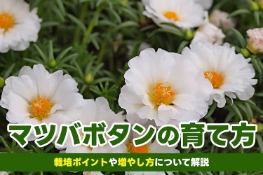 春うらら　地植え最適なプルーンの鉢2鉢 多肉の春うらら – ホームセンタータイム でんえん