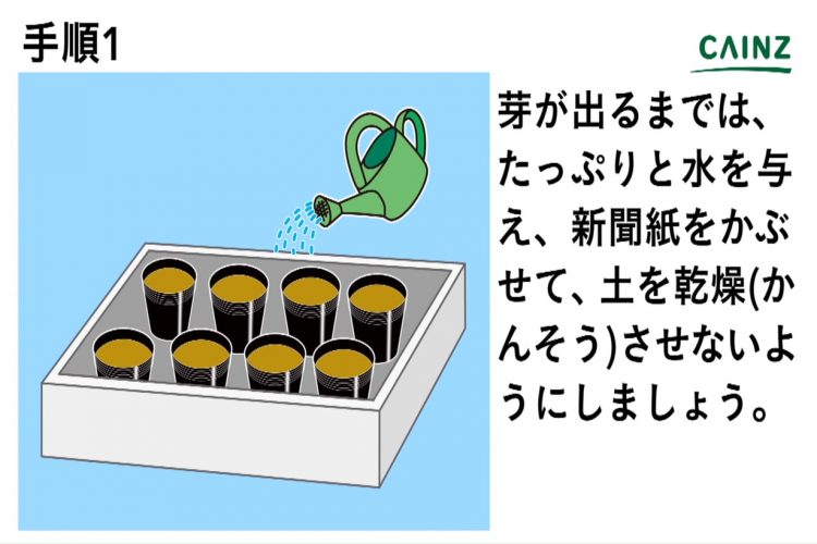 シソの育て方 カインズ野菜図鑑 となりのカインズさん