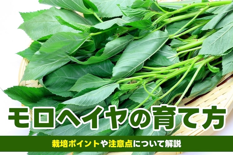 初心者にもできるモロヘイヤの上手な育て方｜コツや注意点も解説
