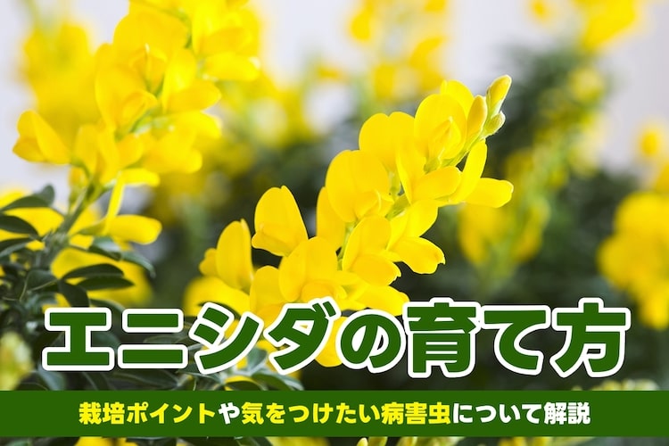 エニシダの育て方｜花言葉はどんな意味？ 剪定や鉢植えのコツも解説