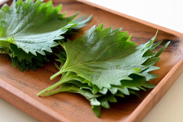 シソの育て方【カインズ野菜図鑑】