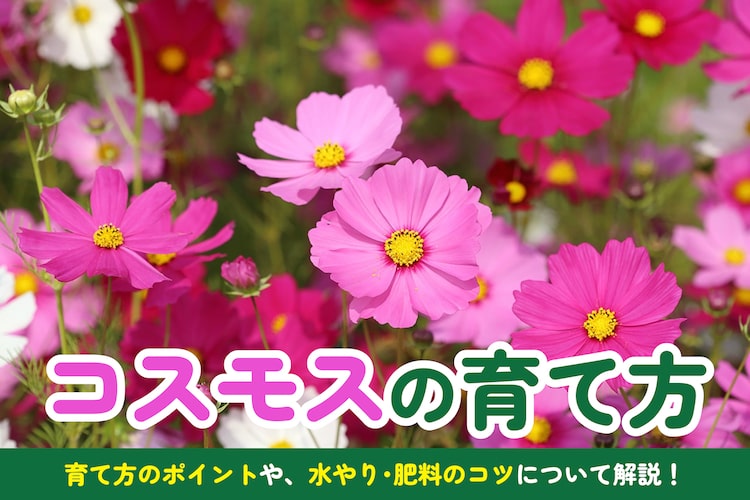 初心者にもできるコスモスの育て方・栽培方法【解説動画付き】