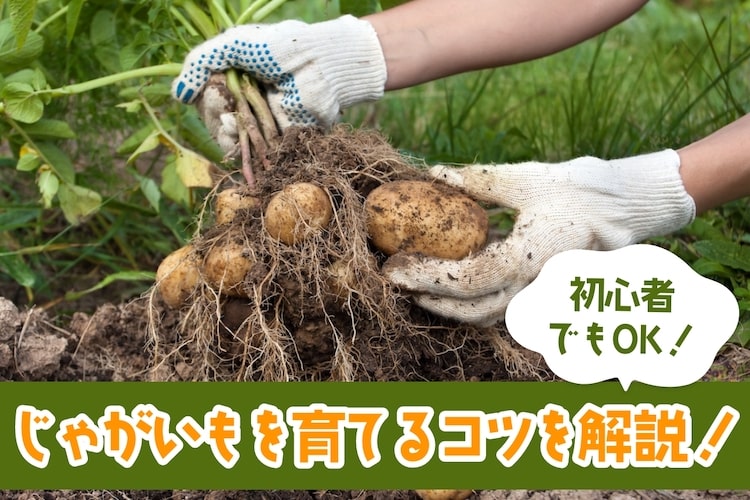 初心者でもOK！じゃがいもの育て方｜大きく育てるコツも解説