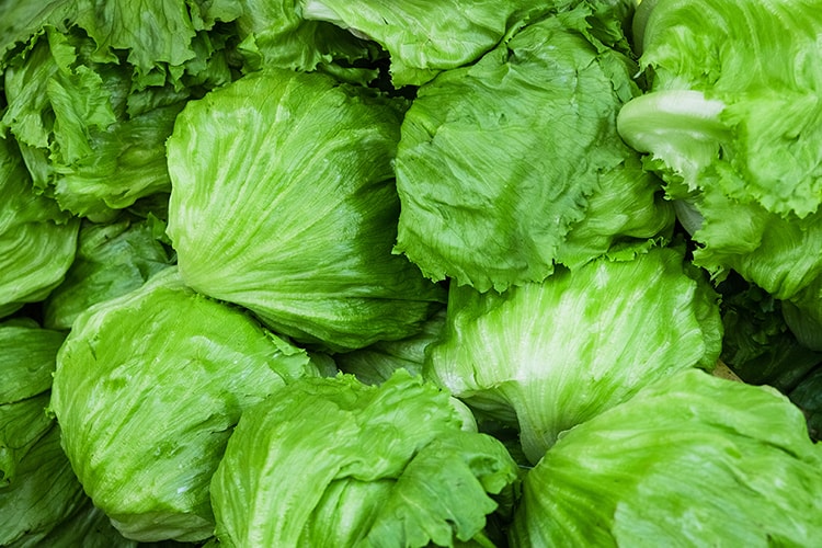 レタスの育て方【カインズ野菜図鑑】