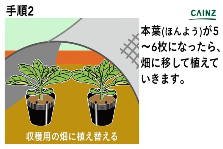 初心者にもできるブロッコリーの育て方・栽培方法【解説動画付き