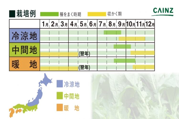 タカナの育て方 カインズ野菜図鑑 となりのカインズさん