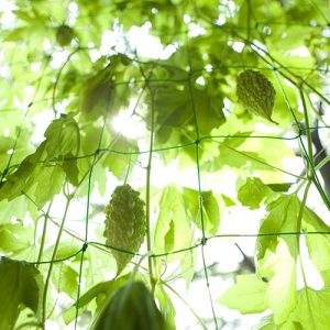 グリーンカーテンの作り方【動画アリ】 グリーンカーテンの作り方【動画アリ】