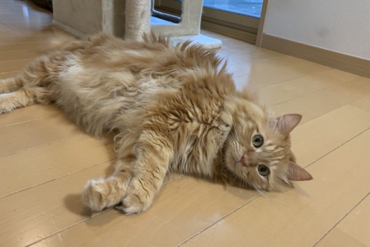 謎多き 猫草 の真実と効果を 日本ペットフード社が明かす となりのカインズさん