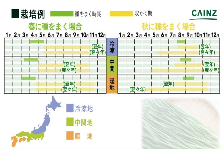 ニラの育て方 カインズ野菜図鑑 となりのカインズさん