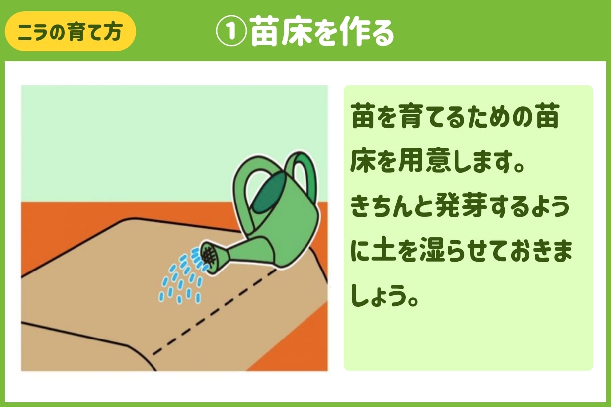 プランターもok おいしいニラの育て方 コツや注意点も解説 となりのカインズさん