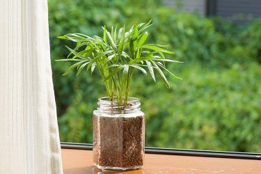 スタイリッシュで個性的な観葉植物。タンクブロメリアの仲間と育て方