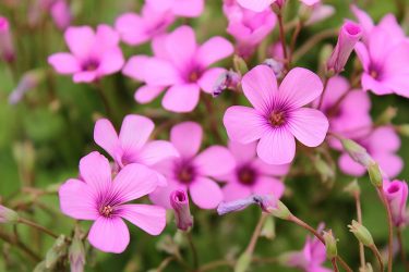 ミモザアカシアの育て方 カインズ花図鑑 となりのカインズさん