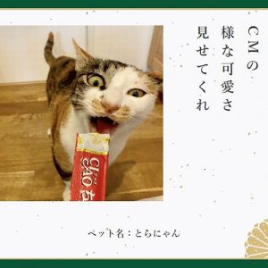 猫の日に異議あり!! 猫に日頃の感謝を贈ってますか!?【プレゼント 