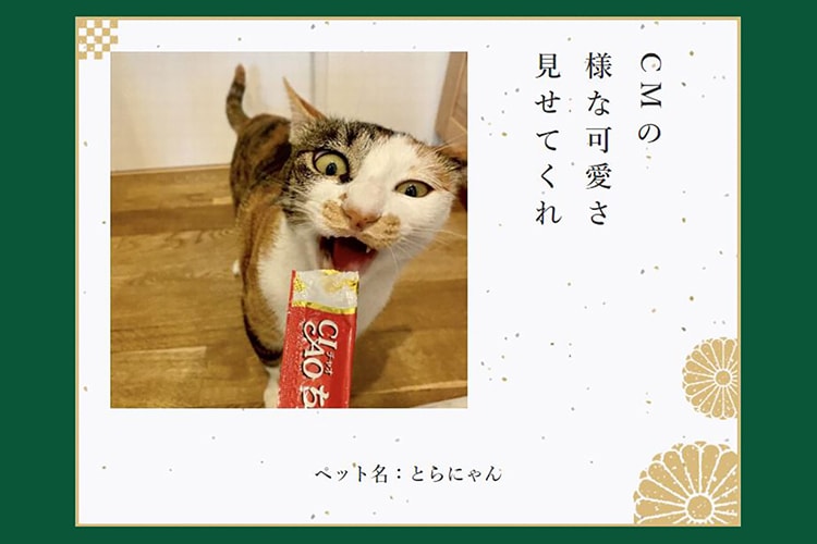 おもしろ猫川柳10作品「数え切れない猫あるある」