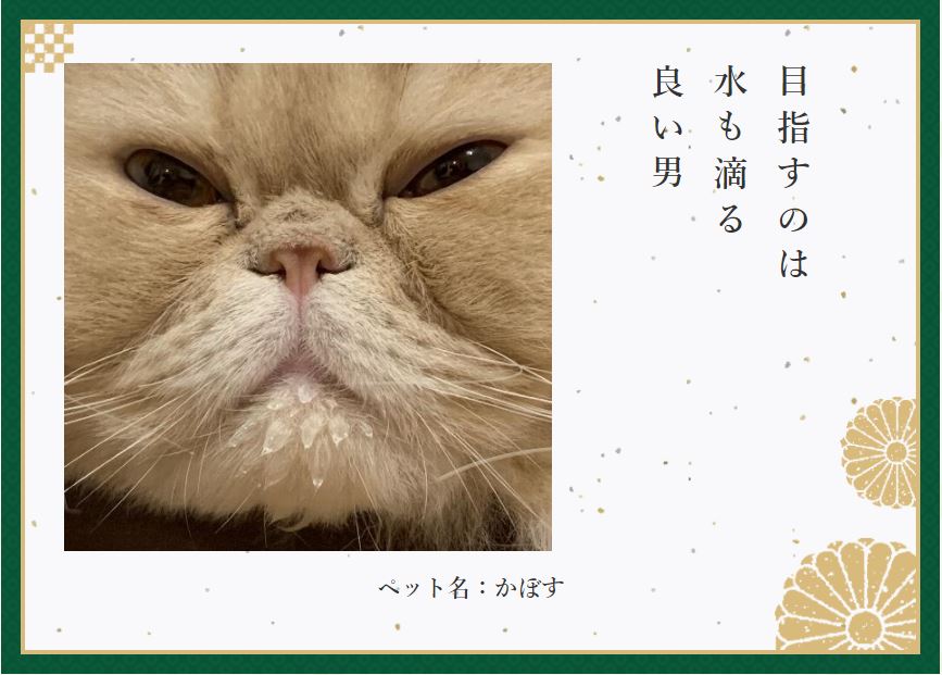 おもしろ猫川柳10作品 数え切れない猫あるある となりのカインズさん