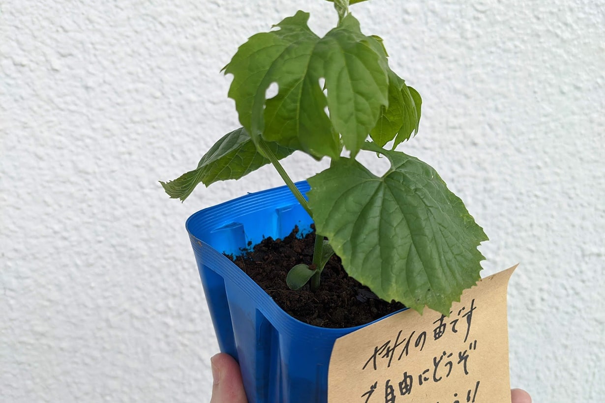 軒先にあった謎の苗を育てるため、リモートで家庭菜園を教えてもらった