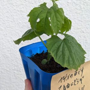 軒先にあった謎の苗を育てるため、リモートで家庭菜園を教えてもらった