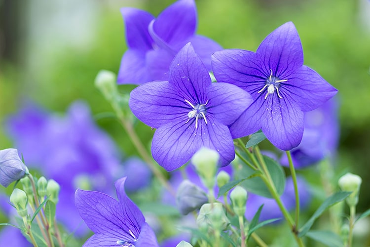 初心者にもできるキキョウの育て方・栽培方法【解説動画付き】