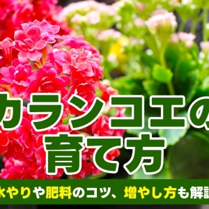 カランコエの育て方とは？ 水やりのコツや肥料の与え方、挿し木での増やし方などについて解説【カインズ花図鑑】