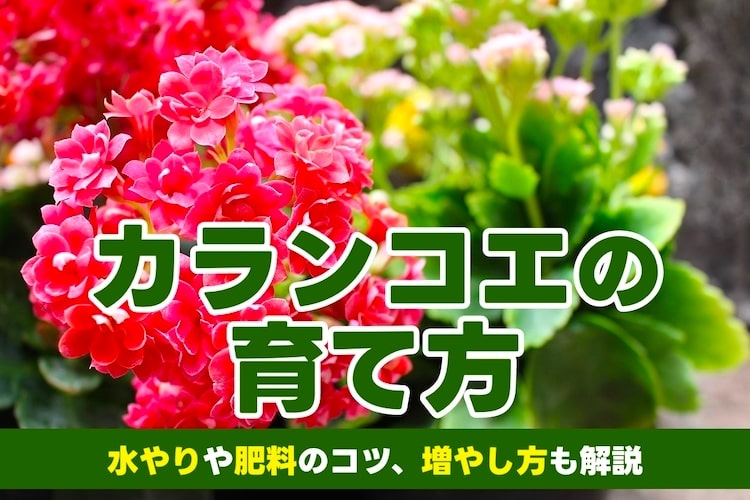 カランコエの育て方とは？ 水やりのコツや肥料の与え方、挿し木での増やし方などについて解説【カインズ花図鑑】
