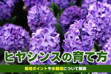 春うらら　地植え最適なプルーンの鉢2鉢 プルーン：スタンレープルーン7号鉢植え[8月頃収穫・2024年実付