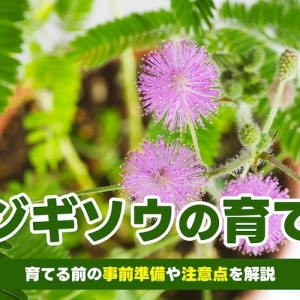 オジギソウの育て方｜毒性があるって本当？種まきの時期や花言葉も解説