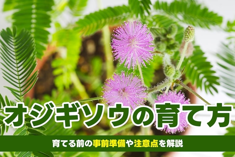 オジギソウの育て方｜毒性があるって本当？種まきの時期や花言葉も解説