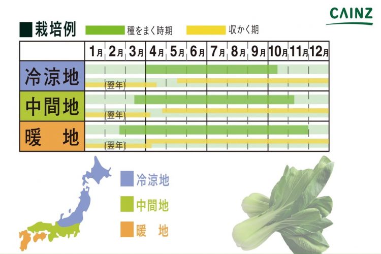 チンゲンサイの育て方 カインズ野菜図鑑 となりのカインズさん