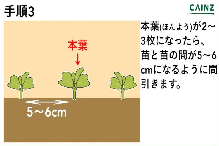 チンゲンサイの育て方 カインズ野菜図鑑 となりのカインズさん