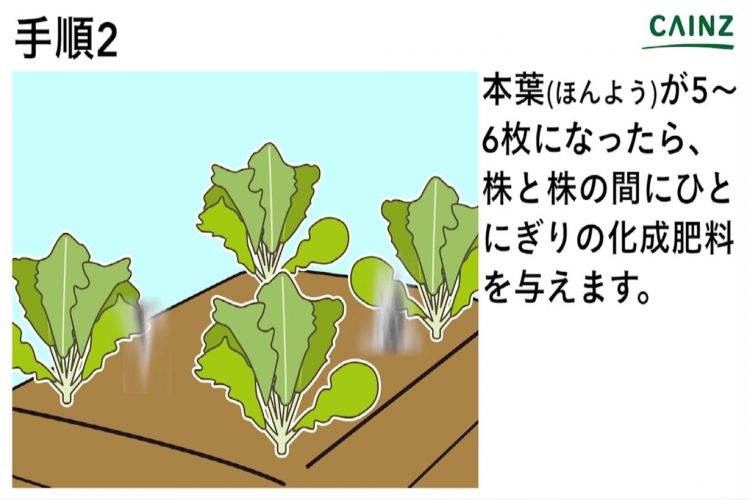 ノザワナ 野沢菜 の育て方 カインズ野菜図鑑 となりのカインズさん
