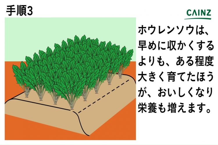 初心者にもできるホウレンソウの育て方 栽培方法 解説動画付き となりのカインズさん