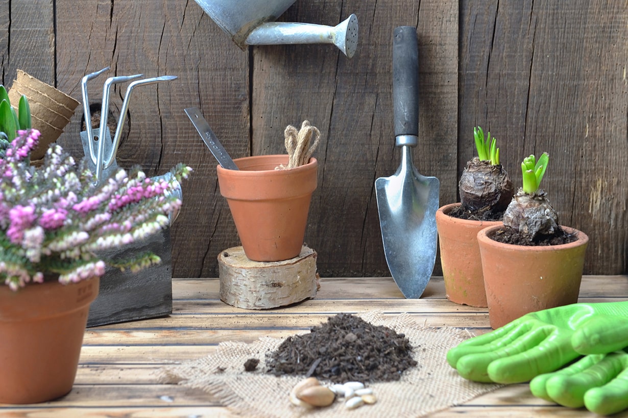 初心者にもできるヒヤシンスの育て方 栽培方法 植え付け時期や水やりのコツなど 解説動画付き となりのカインズさん