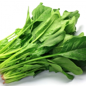 初心者にもできるホウレンソウの育て方・栽培方法【解説動画付き】