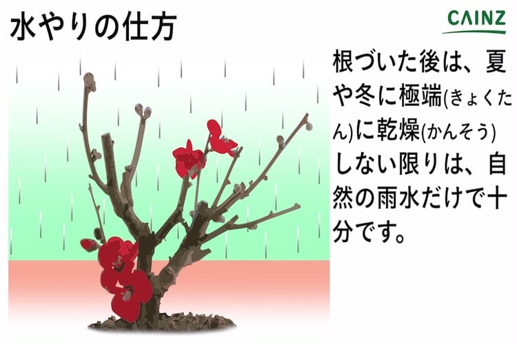 ボケの育て方とは 場所の選び方や水やりのコツ 剪定の仕方などについて解説 カインズ植物図鑑 となりのカインズさん