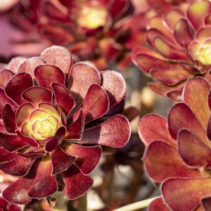 黒法師の育て方とは？ 水やりのコツや肥料の与え方などについて解説【カインズ植物図鑑】