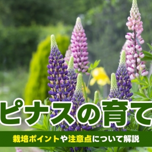 【ルピナスの育て方】種まきや水やりのコツ、害虫対策などを解説