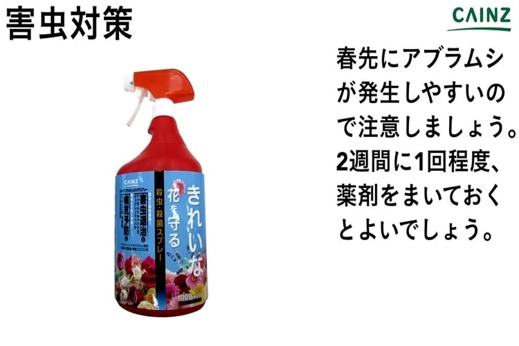 ルピナスの育て方とは 種まきや水やりのコツ 肥料の与え方や害虫対策などについて解説 カインズ花図鑑 となりのカインズさん