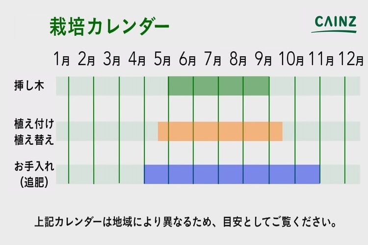 青年の樹の育て方とは 植え付け時期や水やりのコツ 肥料の与え方などを紹介 カインズ植物図鑑 となりのカインズさん